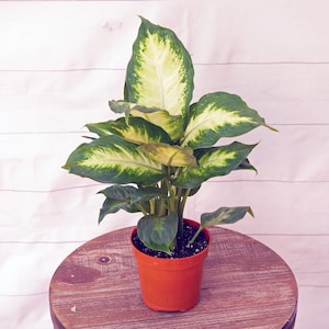 LIVE 4 inch pot Dieffenbachia Dumb Cane, Palm tree plant, Get well gift, Plant lover gift, Coworker gift, New teacher gift, Birthday gift