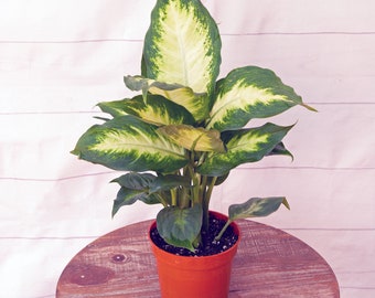LIVE 4 inch pot Dieffenbachia Dumb Cane, Palm tree plant, Get well gift, Plant lover gift, Coworker gift, New teacher gift, Birthday gift
