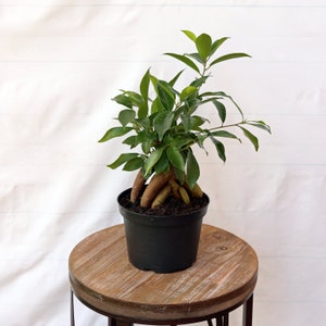 LIVE 6 inch pot Ficus, Bonsai plant, Housewarming gift for her, Plant lover gift, Mother's day, Indoor potted plant, Special friend gift