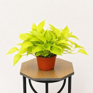 May include: A vibrant neon pothos plant in a terracotta pot, set on a wooden hexagonal side table with black metal legs. The plant's bright green leaves contrast with the brown pot and table, creating a striking visual.