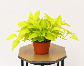 LIVE 6 inch pot Neon Pothos Epipremnum, Indoor potted plant, Housewarming gift, Plant lover gift, Christmas office gift, Baseball coach gift