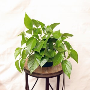 LIVE 6 inch pot Jade Pothos Epipremnum Aureum, Trailing indoor plant, English teacher gift, Mom dad birthday gift, Housewarming couples gift