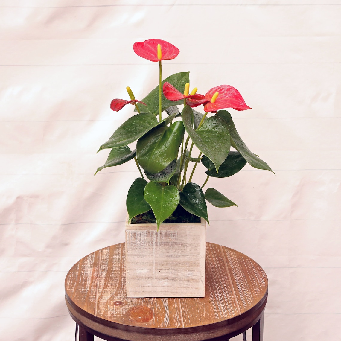 LIVE Anthurium blooming flowering houseplant in 5 wooden image 0