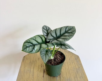 LIVE 4 inch pot Alocasia Baginda Silver Dragon, Jewel Alocasias, Elephant Ear Silver Dragon, Elegant greenery, Refined décor, Indoor plant