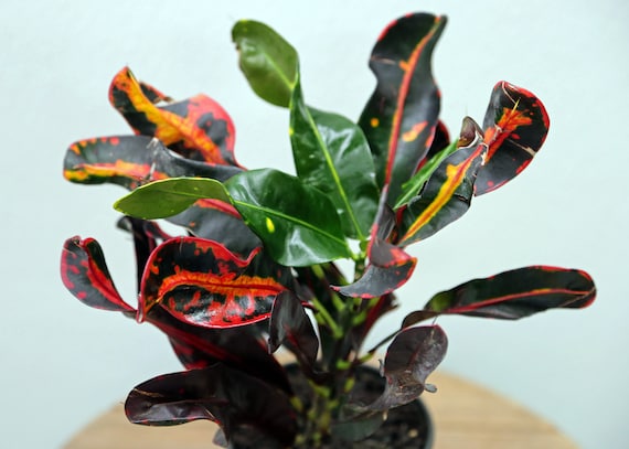 house plants gifts Easy to Grow Houseplants (12 Pack) Live House Plants in Plant Containe –  Greater Happy Outdoors and Health