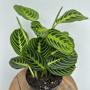 LIVE 6 Inch Pot Lemon Maranta, Prayer Plant, Rare Maranta, Evergreen ...