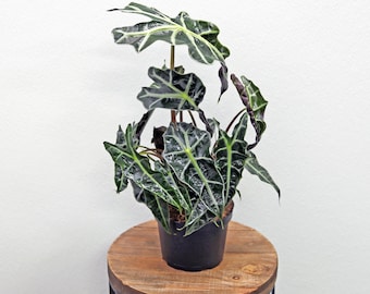 LIVE 6 inch pot Alocasia Polly Elephant Ear, New teachet gift, Thank you gift, Get well gift, Tropical indoor plant, Special gift for mom