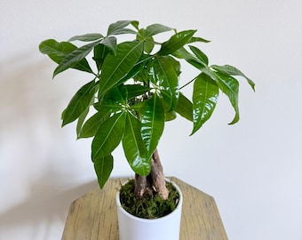 LIVE 4 inch ceramic pot Money Tree Pachira Aquatica, Elegant Good Luck Tree Bonsai, Air purifying plant, Live plant decor, Office gift