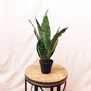 LIVE 4 inch pot Sansevieria, Snake Plant, Low light houseplant, Potted indoor plant, Office plant coworker gift, Housewarming family gift