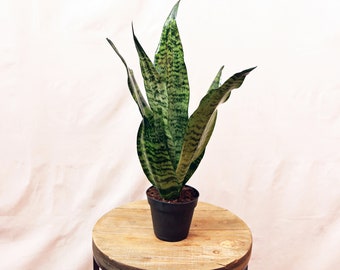 LIVE 4 inch pot Sansevieria, Snake Plant, Low light houseplant, Potted indoor plant, Office plant coworker gift, Housewarming family gift