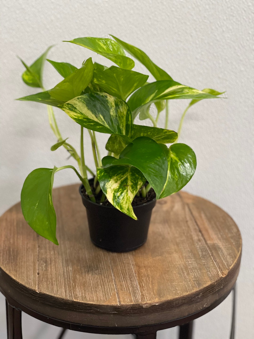 LIVE 4 Inch Pot Golden Pothos Devils Ivy, Variegated Indoor Potted Plant, Housewarming Gift, Special Friend Gift, English Teacher Gift