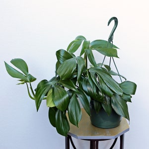 May include: A large green houseplant with large, dark green leaves in a green plastic hanging planter. The plant is hanging from a green metal hook.