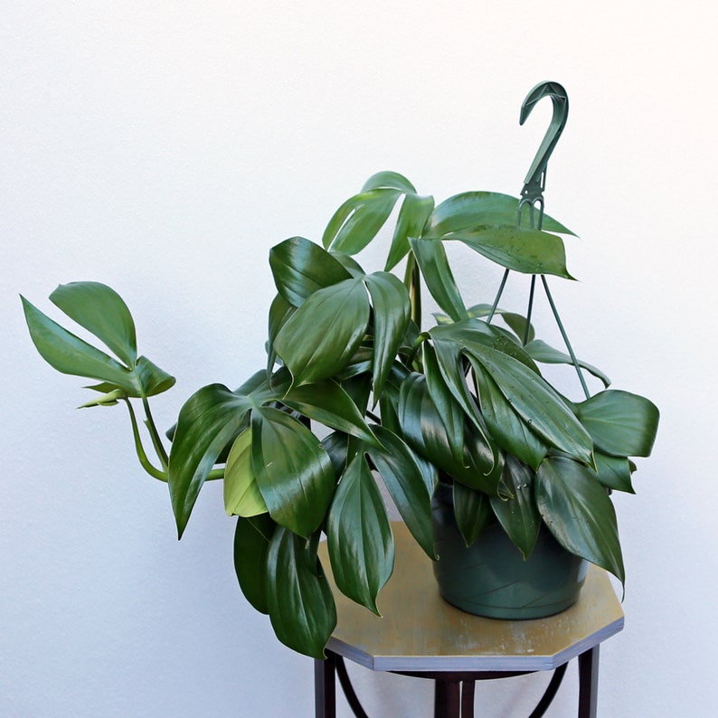May include: A large green houseplant with large, dark green leaves in a green plastic hanging planter. The plant is hanging from a green metal hook.