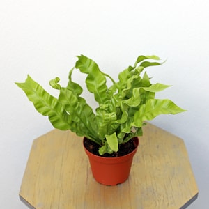 May include: A green curly fern plant in a brown plastic pot. The plant is sitting on a light brown wooden table.