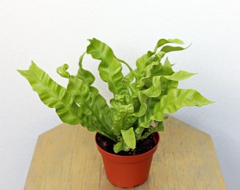 LIVE 4 inch pot Crispy Wave, Japanese Asplenium Nidus Fern, Thank you gift, Housewarming gift for couple, Mothers day gift, Office plant