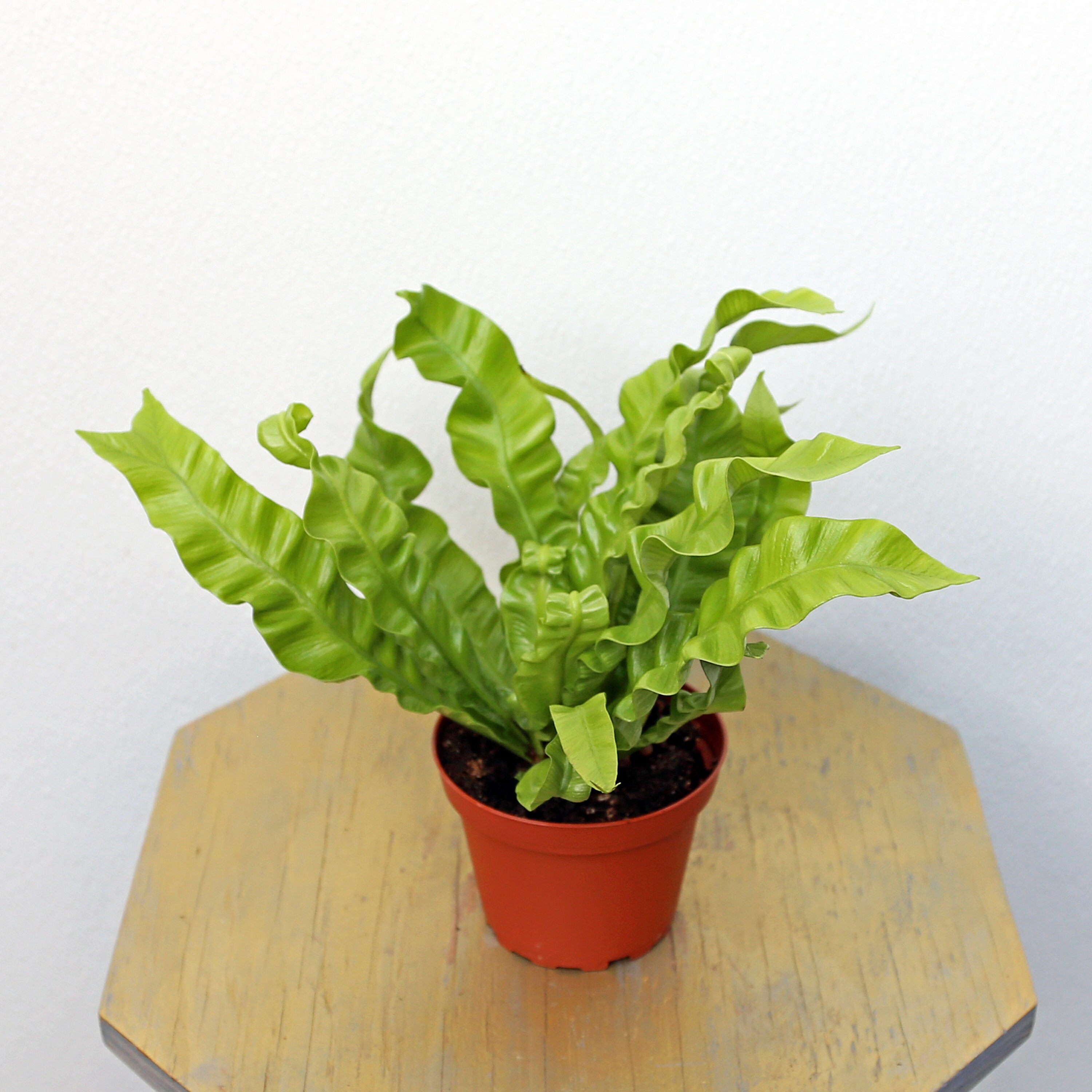 monstera mint variegata Monstera borsigiana mint variegated – TEG main image 1