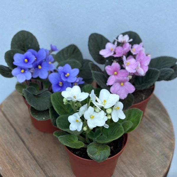 LIVE blooming Violets Combo, African Violets, Mother's Day Gift, Indoor blooming plants, Birthday gift, Houseplants in 4" growers pots