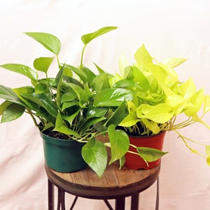 LIVE Combo 6 inch pots Neon Pothos & Jade Pothos, Indoor potted plant, Housewarming gift, Christmas gift, Father's day, Mother's day gift