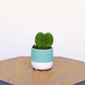 May include: A small, heart-shaped green plant in a turquoise and white ceramic pot. The pot has a ribbed texture on the turquoise section. The plant sits on a wooden surface against a white background.