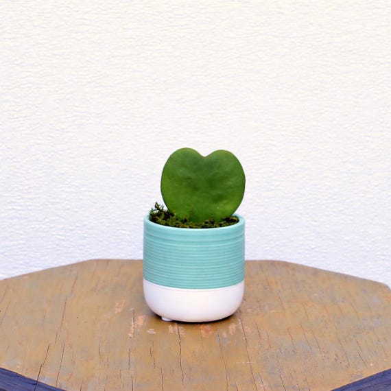 LIVE ceramic pot Heart-Shaped Hoya, Beautiful mom birthday gift, Christmas gift, Couples gift, Office gift, Valentine's gift, Mother's day