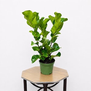 May include: A vibrant green Fiddle Leaf Fig plant in a green pot sits on a wooden table. The plant has large, glossy leaves and a full, upright form. The table has a brown top and dark metal legs.
