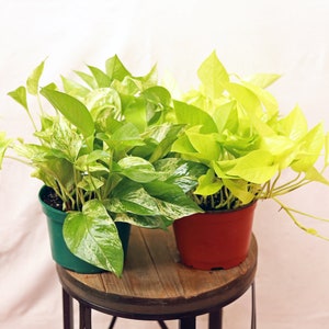 May include: Two potted plants with green and yellow leaves. The plant on the left has variegated leaves with green and white markings. The plant on the right has solid yellow leaves. Both plants are in small pots.
