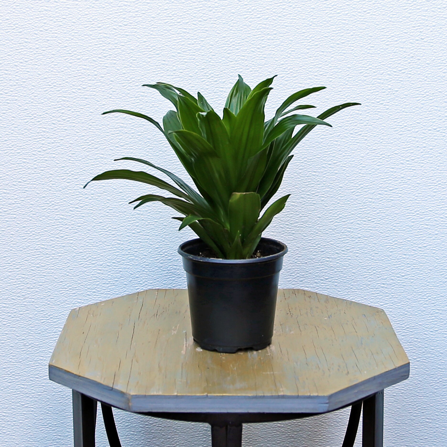 zimmerpflanze dracena Dracaena Warneckei (Drachenbaum) kaufen? | Enzi
