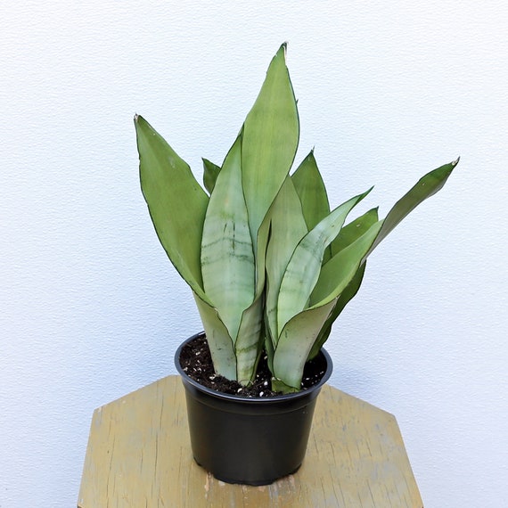 LIVE 6 inch pot Sansevieria Moonshine Snake Plant, Birthday gift, Housewarming couples gift, Gardening gift, Mothers day gift, Office gift