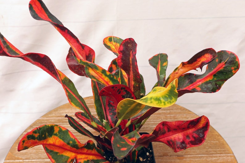 FloridaPlantsGardens Croton Mammy - Thumbnail 2
