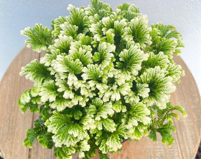 Frosty Fuzzy Fern Easy Care Low Light Some Humidity Air Etsy