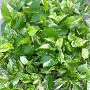 May include: A close-up of a group of variegated green and white leaves. The leaves are glossy and have a marbled pattern.