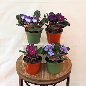 May include: Four potted African violet plants with purple, blue, and pink flowers. The plants are in different colored pots and are arranged on a wooden table.