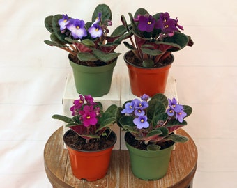 LIVE 4 inch pots 4 African Violets  blooming houseplants, Birthday flowering gift, Housewarming gift, Get well gift, Plant lover gift