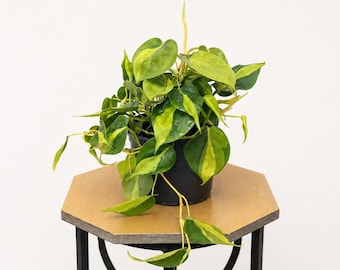 LIVE 6 inch pot Brazilian Philodendron Scandens Brazil, Trailing variegated evergreen plant, New nurse gift, Live wall decor, Office plant