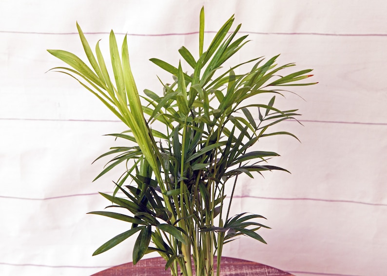 FloridaPlantsGardens Parlor Palm - Thumbnail 5