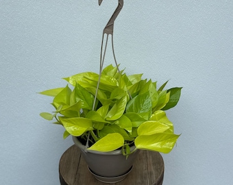 LIVE 8 inch hanging basket Neon Pothos, Trailing indoor plant, Live wall decor, Dad Christmas gift, First anniversary gift, Office gift