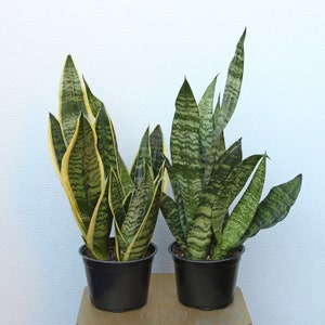LIVE Combo 6 inch pots Sansevieria Superba & Robusta Snake Plant, Housewarming gift, Mothers day gift, Grandparent thank you gift