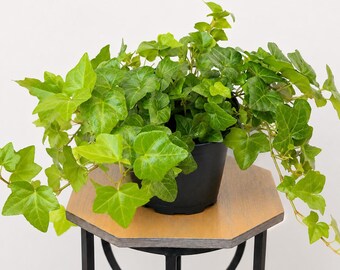 plant tomatoes in hanging baskets Bush Tomato Plant 'Hanging Basket Collection' main image 0