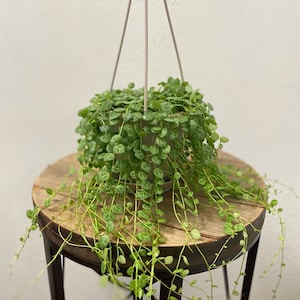May include: A hanging plant with small, round, green leaves in a gray pot. The plant is hanging from a white metal stand with a wooden base.