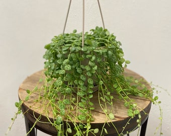 LIVE 4.5 inch hanging pot String of Turtles, Peperomia Prostrata, Jade Necklace, Indoor potted vine plant, Thank you gift, Grandparent gift