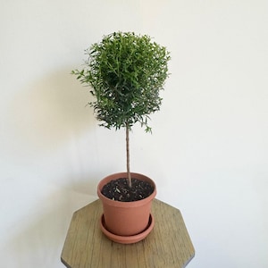 LIVE 6 inch pot Myrtle Topiary, Myrtus Bonsai Tree, Housewarming gift, Thank you gift, Office gift, Elegant home tree, Birthday gift