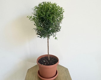 LIVE 6 inch pot Myrtle Topiary, Myrtus Bonsai Tree, Housewarming gift, Thank you gift, Office gift, Elegant home tree, Birthday gift