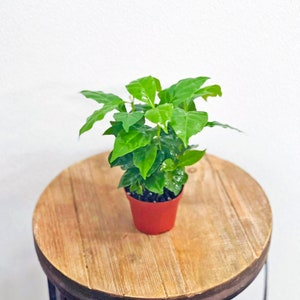 LIVE 3 inch pot Coffee Arabian gift for women, Indoor potted houseplant, Small unique plant gift, Nurse gift graduation, Air purifying plant