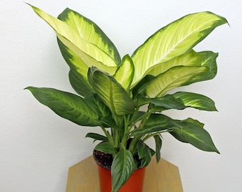 LIVE 6 inch pot Dieffenbachia Tropic Marianne Dumb Cane, Large indoor plant, Christmas gift, Birthday gift, New doctor gift, Get well gift