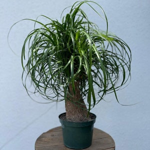 scindapsus pothos Scindapsus 'Silver Satin' Pothos