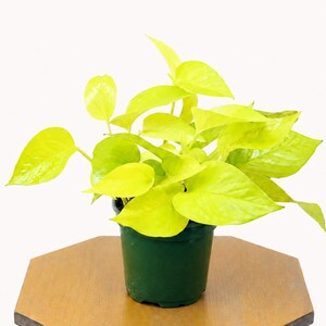 LIVE 4 inch pot Neon Pothos, Indoor trailing plant, Live wall decor, Sympathy gift, Thank you gift for doctor, Fully rooted vine houseplant bild 3