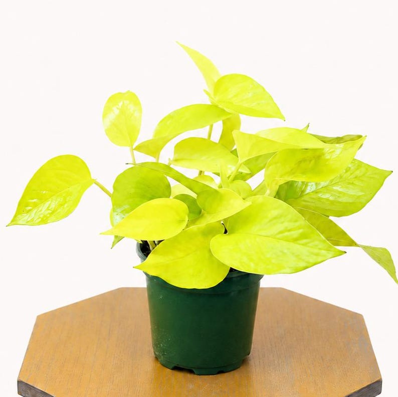 LIVE 4 inch pot Neon Pothos, Indoor trailing plant, Live wall decor, Sympathy gift, Thank you gift for doctor, Fully rooted vine houseplant bild 3