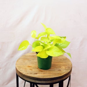 LIVE 4 inch pot Neon Pothos, Indoor trailing plant, Live wall decor, Sympathy gift, Thank you gift for doctor, Fully rooted vine houseplant