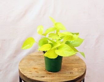 LIVE 4 inch pot Neon Pothos, Indoor trailing plant, Live wall decor, Sympathy gift, Thank you gift for doctor, Fully rooted vine houseplant