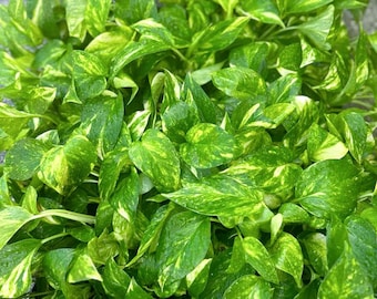 12 PACK LIVE 3 inch pot Golden Pothos Devil’s Ivy, Gardening gift, Mom birthday gift, Thank you doctor gift, Teacher gift, Grief gift